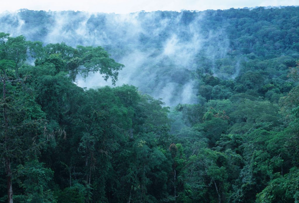 Congo Rain Forest